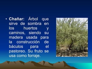 Chañar:  Árbol que sirve de sombra en los huertos y caminos, siendo su madera usada para la construcción de báculos para el pastoreo. Su fruto se usa como forraje. 