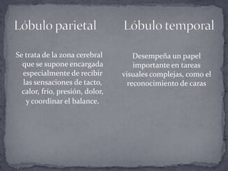 Se trata de la zona cerebral que se supone encargada especialmente de recibir las sensaciones de tacto, calor, frío, presión, dolor, y coordinar el balance.Lóbulo parietal         Lóbulo temporalDesempeña un papel importante en tareas visuales complejas, como el reconocimiento de caras