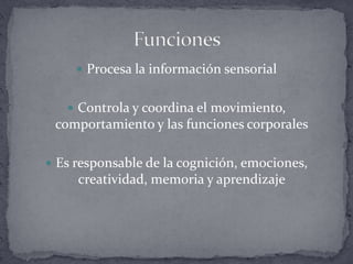 Procesa la información sensorialControla y coordina el movimiento, comportamiento y las funciones corporalesEs responsable de la cognición, emociones, creatividad, memoria y aprendizajeFunciones