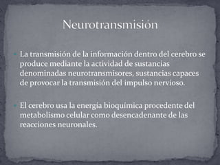 La transmisión de la información dentro del cerebro se produce mediante la actividad de sustancias denominadas neurotransmisores, sustancias capaces de provocar la transmisión del impulso nervioso. El cerebro usa la energía bioquímica procedente del metabolismo celular como desencadenante de las reacciones neuronales.Neurotransmisión