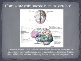 Como esta compuesto nuestro cerebroEl cerebro humano consta de dos hemisferios, los cuales se encuentran unidos por el cuerpo calloso, cada uno relacionados con áreas muy diversas de actividad y funcionan de modo muy diferente, aunque se complementan