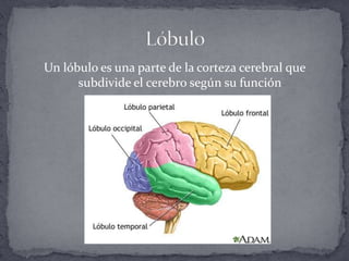 Un lóbulo es una parte de la corteza cerebral que subdivide el cerebro según su función Lóbulo 