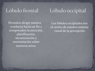 Permiten dirigir nuestra conducta hacia un fin y comprenden la atención, planificación, secuenciación y reorientación sobre nuestros actos.Lóbulo frontal         Lóbulo occipital Los lóbulos occipitales son el centro de nuestro sistema visual de la percepción