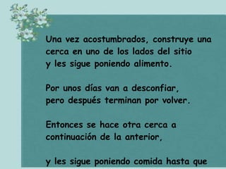 CóMo Cazar Chanchos