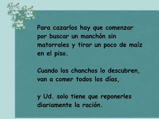 CóMo Cazar Chanchos