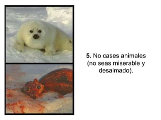 5. No cases animales
(no seas miserable y
    desalmado).
 