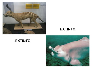 EXTINTO


EXTINTO
 