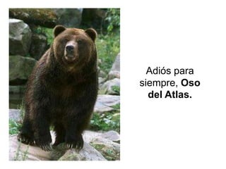 Adiós para
siempre, Oso
  del Atlas.
 