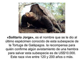 «Solitario Jorge», es el nombre que se le dio al
último espécimen conocido de esta subespecie de
   la Tortuga de Galápagos. la recompensa para
quién confirme algún avistamiento de una hembra
  para salvar esta subespecie es de US$10.000.
     Este raza vive entre 120 y 200 años o más.
 