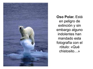 Oso Polar. Está
  en peligro de
  extinción y sin
embargo alguno
 indolentes han
 mandado esta
fotografía con el
   rótulo: «Qué
  chistosito…»
 