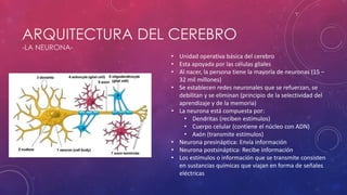 ARQUITECTURA DEL CEREBRO
-LA NEURONA-
• Unidad operativa básica del cerebro
• Esta apoyada por las células gliales
• Al nacer, la persona tiene la mayoría de neuronas (15 –
32 mil millones)
• Se establecen redes neuronales que se refuerzan, se
debilitan y se eliminan (principio de la selectividad del
aprendizaje y de la memoria)
• La neurona está compuesta por:
• Dendritas (reciben estímulos)
• Cuerpo celular (contiene el núcleo con ADN)
• Axón (transmite estímulos)
• Neurona presináptica: Envía información
• Neurona postsináptica: Recibe información
• Los estímulos o información que se transmite consisten
en sustancias químicas que viajan en forma de señales
eléctricas
 