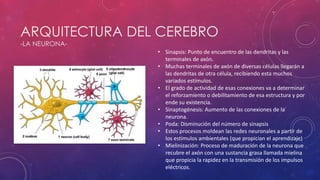 ARQUITECTURA DEL CEREBRO
-LA NEURONA-
• Sinapsis: Punto de encuentro de las dendritas y las
terminales de axón.
• Muchas terminales de axón de diversas células llegarán a
las dendritas de otra célula, recibiendo esta muchos
variados estímulos.
• El grado de actividad de esas conexiones va a determinar
el reforzamiento o debilitamiento de esa estructura y por
ende su existencia.
• Sinaptogénesis: Aumento de las conexiones de la
neurona.
• Poda: Disminución del número de sinapsis
• Estos procesos moldean las redes neuronales a partir de
los estímulos ambientales (que propician el aprendizaje)
• Mielinización: Proceso de maduración de la neurona que
recubre el axón con una sustancia grasa llamada mielina
que propicia la rapidez en la transmisión de los impulsos
eléctricos.
 