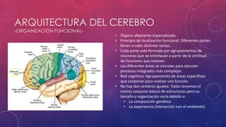 ARQUITECTURA DEL CEREBRO
-ORGANIZACIÓN FUNCIONAL-
• Órgano altamente especializado.
• Principio de localización funcional: Diferentes partes
llevan a cabo distintas tareas.
• Cada parte está formada por agrupamientos de
neuronas que se entrelazan a partir de la similitud
de funciones que realizan.
• Las diferentes áreas se vinculan para ejecutar
procesos integrados más complejos
• Red cognitiva: Agrupamiento de áreas espécíficas
que cooperan para realizar una función.
• No hay dos cerebros iguales: Todos tenemos el
mismo conjunto básico de estructuras pero su
tamaño y organización varía debido a:
• La composición genética
• La experiencia (interacción con el ambiente)
 
