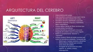 ARQUITECTURA DEL CEREBRO
• Línea simétrica del cuerpo
• Cada hemisferio controla la mayor parte de las
actividades del lado contrario del cuerpo.
• Hemisferio derecho: Habilidades espaciales
• Hemisferio izquierdo: Lenguaje y habilidades
lógico-matemáticas.
• Cuerpo calloso: Banda de fibras nerviosas que
conecta ambos hemisferios.
• Ambos hemisferios contribuyen a la acción
integrada del cerebro como un único órgano.
• Nadie es completamente “derecho” o
“izquierdo”.
• Corteza cerebral: Manto de tejido nervioso que
cubre los hemisferios cerebrales. Compuesta de:
• Materia gris: Cuerpos celulares y dendritas
• Materia blanca: Axones que conectan
varias áreas del cerebro
• Encargada de las funciones de orden
superior: ej. análisis, síntesis,
metacognición
 