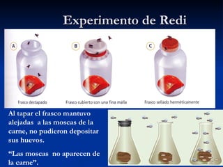 Experimento de Redi Al tapar el frasco mantuvo alejadas  a las moscas de la carne, no pudieron depositar sus huevos. “ Las moscas  no aparecen de la carne”. 