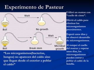 Experimento de Pasteur Utilizó un matraz con “cuello de cisne”. Hirvió el caldo para eliminar los microorganismos preexistentes.  Esperó unos días y no observó desarrollo de microorganismos. Al romper el cuello del matraz y esperar unos días, los microorganismos pueden entrar y poblar el caldo de la botella. “ Los micorganismos(bacterias, hongos) no aparecen del caldo sino que llegan desde el exterior a poblar el caldo” 