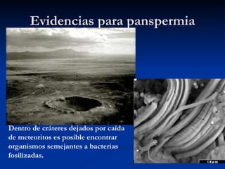 Evidencias para panspermia Dentro de cráteres dejados por caída de meteoritos es posible encontrar organismos semejantes a bacterias fosilizadas. 