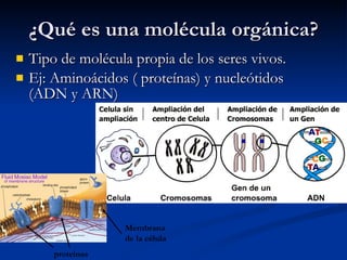 ¿Qué es una molécula orgánica? Tipo de molécula propia de los seres vivos. Ej: Aminoácidos ( proteínas) y nucleótidos (ADN y ARN) Membrana de la célula proteínas 