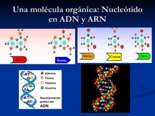 Una molécula orgánica: Nucleótido en ADN y ARN 