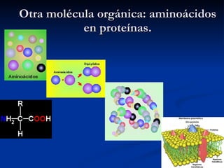 Otra molécula orgánica: aminoácidos en proteínas. 