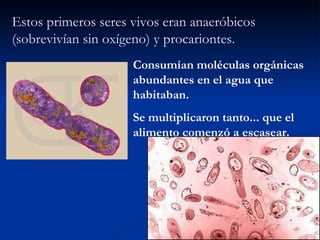 Estos primeros seres vivos eran anaeróbicos (sobrevivían sin oxígeno) y procariontes. Consumían moléculas orgánicas abundantes en el agua que habitaban. Se multiplicaron tanto... que el alimento comenzó a escasear. 