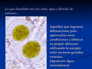 Lo que abundaba era: luz solar, agua y dióxido de carbono... Aquellos que lograron diferenciarse para aprovechar estas condiciones y fabricar su propio alimento utilizando la energía solar tuvieron grandes ventajas. (Aparecen algas unicelulares) 