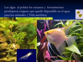 Las algas  al poblar los océanos y  fotosintetizar produjeron oxígeno que quedó disponible en el agua para los animales. ( Vida aeróbica) 