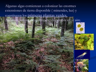 Algunas algas comienzan a colonizar las enormes extensiones de tierra disponible ( minerales, luz) y constituyen los  primeras plantas verdes. Al fotosintetizar, dejan oxígeno disponible en el aire. 