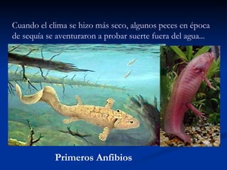 Cuando el clima se hizo más seco, algunos peces en época de sequía se aventuraron a probar suerte fuera del agua... Primeros Anfibios 