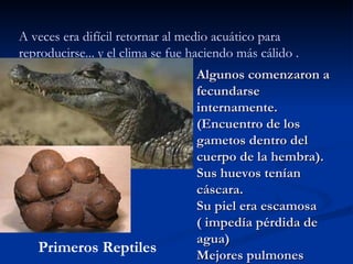 A veces era difícil retornar al medio acuático para reproducirse... y el clima se fue haciendo más cálido . Algunos comenzaron a fecundarse internamente. (Encuentro de los gametos dentro del cuerpo de la hembra). Sus huevos tenían cáscara. Su piel era escamosa  ( impedía pérdida de agua) Mejores pulmones Primeros Reptiles 