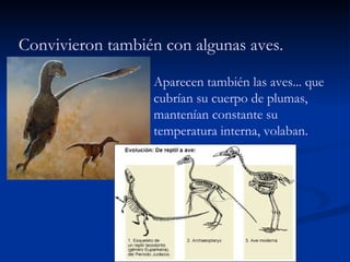 Aparecen también las aves... que cubrían su cuerpo de plumas, mantenían constante su temperatura interna, volaban. Convivieron también con algunas aves. 
