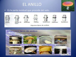 EL ANILLO
• Es la parte residual que procede del velo.
 