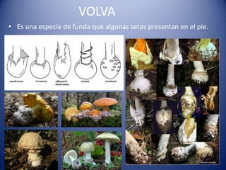 VOLVA
• Es una especie de funda que algunas setas presentan en el pie.
 