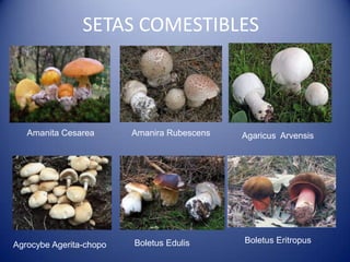 SETAS COMESTIBLES



   Amanita Cesarea       Amanira Rubescens   Agaricus Arvensis




                         Boletus Edulis      Boletus Eritropus
Agrocybe Agerita-chopo
 