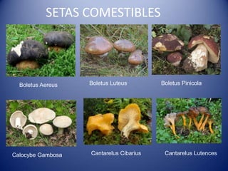 SETAS COMESTIBLES




  Boletus Aereus   Boletus Luteus        Boletus Pinicola




Calocybe Gambosa   Cantarelus Cibarius    Cantarelus Lutences
 