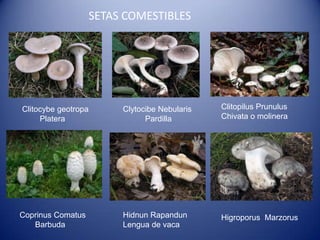 SETAS COMESTIBLES




Clitocybe geotropa      Clytocibe Nebularis   Clitopilus Prunulus
     Platera                  Pardilla        Chivata o molinera




Coprinus Comatus        Hidnun Rapandun       Higroporus Marzorus
   Barbuda              Lengua de vaca
 