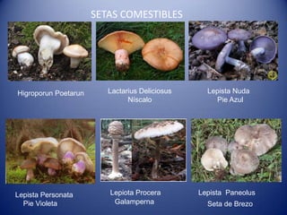 SETAS COMESTIBLES




Higroporun Poetarun      Lactarius Deliciosus     Lepista Nuda
                               Níscalo              Pie Azul




Lepista Personata        Lepiota Procera        Lepista Paneolus
  Pie Violeta             Galamperna              Seta de Brezo
 