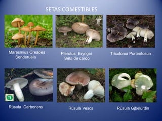 SETAS COMESTIBLES




Marasmius Oreades        Plerotus Eryngei   Tricoloma Portentosun
   Senderuela              Seta de cardo




Rúsula Carbonera            Rúsula Vesca       Rúsula Gjbelurdin
 