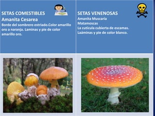 SETAS COMESTIBLES          TIPOS DE SETAS
                                  SETAS VENENOSAS
                                  Amanita Muscaria
Amanita Cesarea
Borde del sombrero estriado.Color amarillo   Matamoscas
oro a naranja. Laminas y pie de color        La cutícula cubierta de escamas.
amarillo oro.                                Laáminas y pie de color blanco.
 