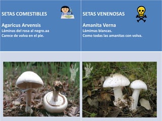 SETAS COMESTIBLES              TIPOS DE SETAS
                                      SETAS VENENOSAS

Agaricus Arvensis                       Amanita Verna
Láminas del rosa al negro.aa            Lámimas blancas.
Carece de volva en el pie.              Como todas las amanitas con volva.
 