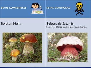 SETAS COMESTIBLES   TIPOS DE SETAS
                           SETAS VENENOSAS




Boletus Edulis               Boletus de Satanás
                             Sombrero blanco a gris y olor nauseabundo.
 
