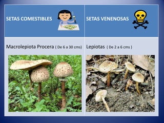 TIPOS DESETAS VENENOSAS
SETAS COMESTIBLES
                         SETAS


Macrolepiota Procera ( De 6 a 30 cms) Lepiotas   ( De 2 a 6 cms )
 