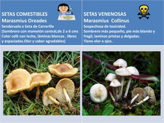 SETAS COMESTIBLES            TIPOS DE SETAS
                                    SETAS VENENOSAS
Marasmius Oreades                                Marasmius Collinus
Senderuela o Seta de Carrerilla                  Sospechosa de toxicidad.
(Sombrero con mamelón central,de 2 a 6 cms       Sombrero más pequeño, pie más blando y
Color café con leche, láminas blancas , libres   fragil, laminas prietas y delgadas.
y espaciadas.Olor y sabor agradables)            Tiene olor a ajos.
 