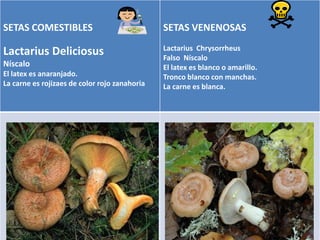 SETAS COMESTIBLES            TIPOS DE SETAS
                                    SETAS VENENOSAS
                                               Lactarius Chrysorrheus
Lactarius Deliciosus                           Falso Níscalo
Níscalo                                        El latex es blanco o amarillo.
El latex es anaranjado.                        Tronco blanco con manchas.
La carne es rojizaes de color rojo zanahoria   La carne es blanca.
 