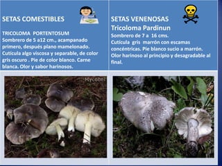 SETAS COMESTIBLES            TIPOS DE SETAS
                                    SETAS VENENOSAS
                                              Tricoloma Pardinun
TRICOLOMA PORTENTOSUM                         Sombrero de 7 a 16 cms.
Sombrero de 5 a12 cm., acampanado             Cutícula gris marrón con escamas
primero, después plano mamelonado.            concéntricas. Pie blanco sucio a marrón.
Cutícula algo viscosa y separable, de color   Olor harinoso al principio y desagradable al
gris oscuro . Pie de color blanco. Carne      final.
blanca. Olor y sabor harinosos.
 