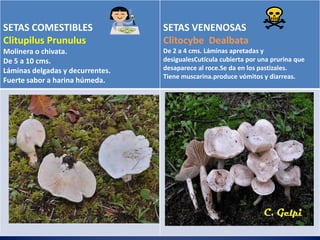 SETAS COMESTIBLES          TIPOS DE SETAS
                                  SETAS VENENOSAS
Clitupilus Prunulus                 Clitocybe Dealbata
Molinera o chivata.                 De 2 a 4 cms. Láminas apretadas y
De 5 a 10 cms.                      desigualesCutícula cubierta por una prurina que
Láminas delgadas y decurrentes.     desaparece al roce.Se da en los pastizales.
                                    Tiene muscarina.produce vómitos y diarreas.
Fuerte sabor a harina húmeda.
 