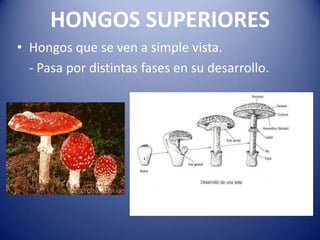 HONGOS SUPERIORES
• Hongos que se ven a simple vista.
  - Pasa por distintas fases en su desarrollo.
 