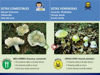 SETAS COMESTIBLES   SETAS VENENOSAS
Rúsula Virescens    Amanita Phalloides
Gibelurdin          Oronja Verde
Seta del cura       Cicuta Verde
 