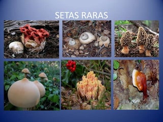SETAS RARAS
 