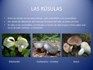 LAS RÚSULAS
•   Entre las rúsulas no hay setas tóxicas , solo comestibles o no comestibles.
•   Son faciles de diferenciar del resto por la textura del tallo ,es como una tiza.
•   Se sabe si son comestibles ,mordiendo un trocito de tallo.Si pica o tiene sabor acre ,
    no es de valor culinario o comestible.




     Gibelurdin                    Carbonera – Urretxa                     Vesca
 